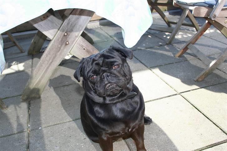 Mops Verner billede 1