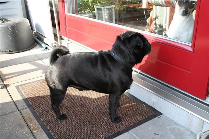 Mops Verner billede 2