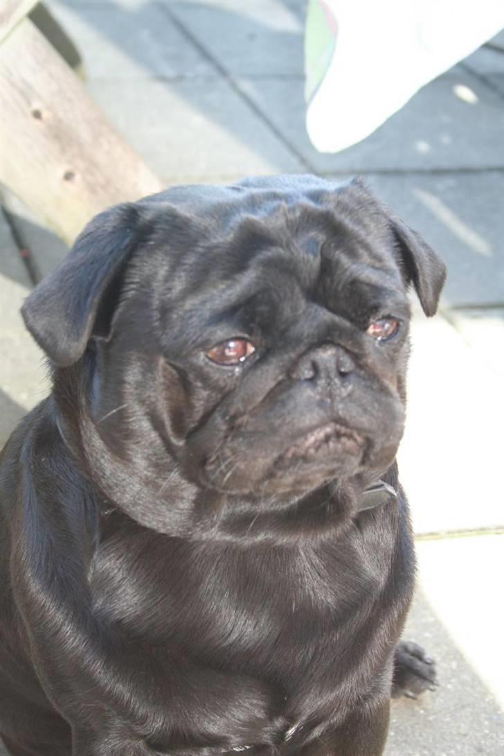 Mops Verner billede 3