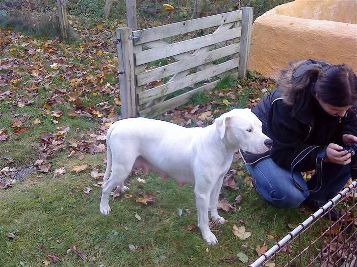 Amerikansk bulldog R.I.P Snow billede 13