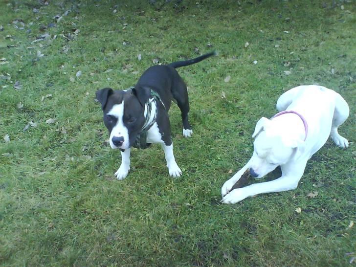 Amerikansk bulldog R.I.P Snow billede 14