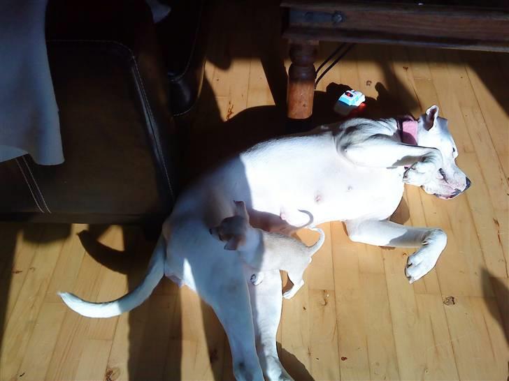 Amerikansk bulldog R.I.P Snow billede 15