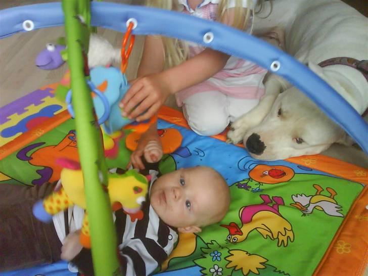 Amerikansk bulldog R.I.P Snow billede 16