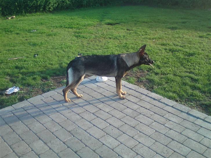 Schæferhund Nala billede 6