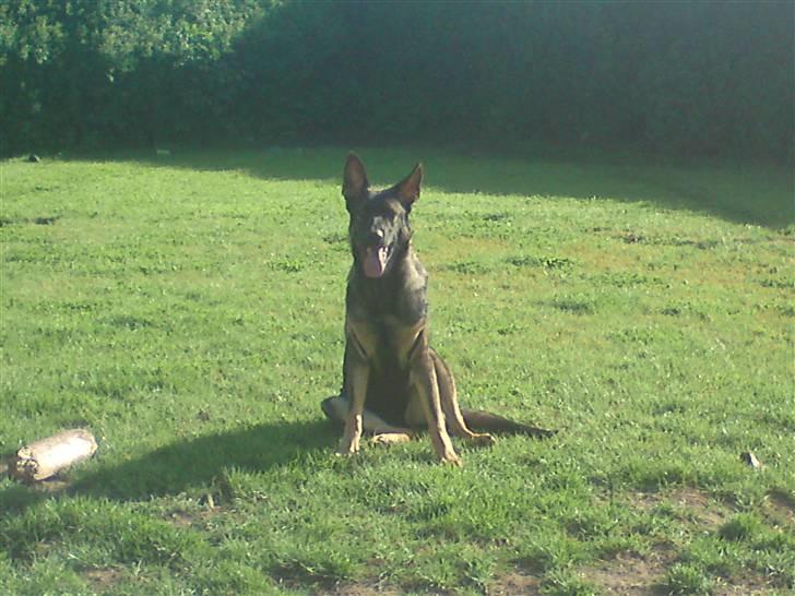 Schæferhund Nala billede 7