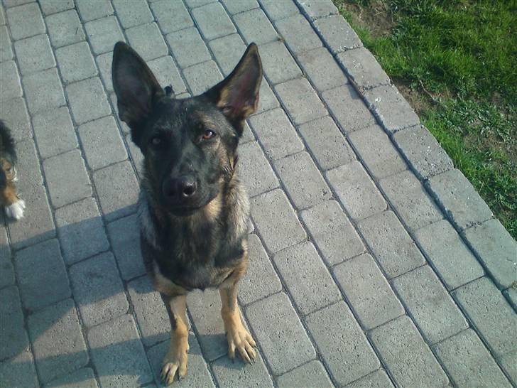 Schæferhund Nala billede 8