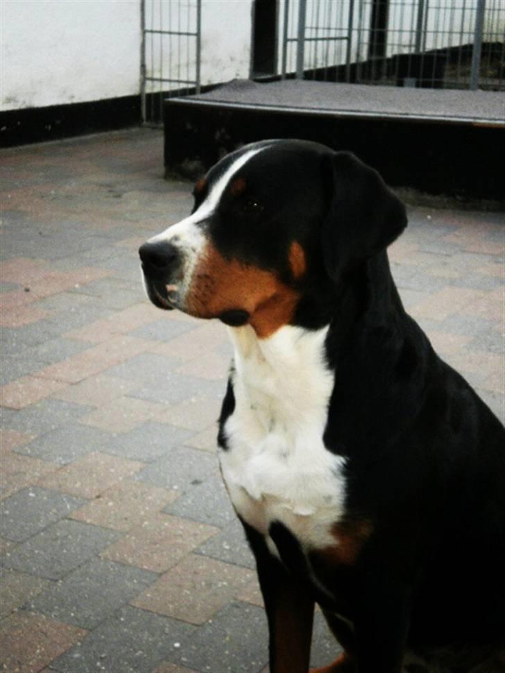 Grosser schweizer sennenhund bonita  billede 16