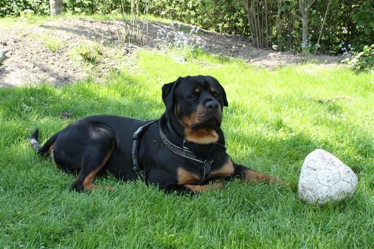 Rottweiler Balder - Balder i haven, ligger lige og slapper af med sin bold. Foto: Julie Willems, 27. maj 2010. billede 20