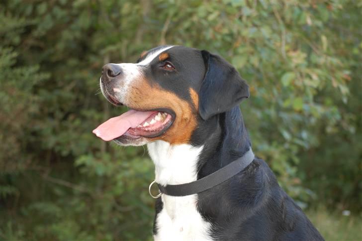 Grosser schweizer sennenhund bonita  billede 17