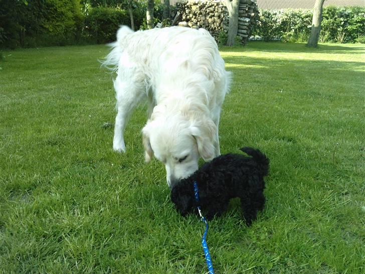 Golden retriever Eddie - eddie hilser på sin nye "lillebror" billede 18