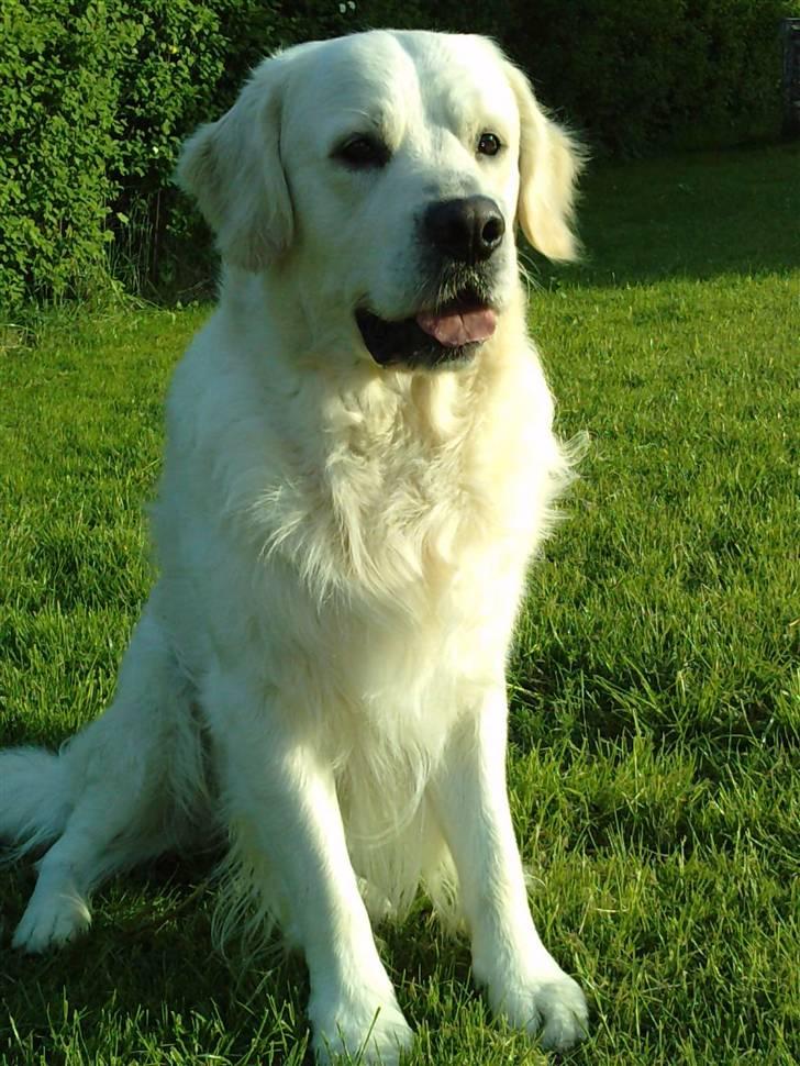 Golden retriever Eddie - 2010 billede 19