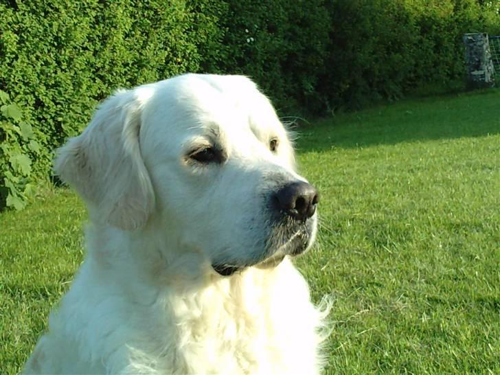 Golden retriever Eddie - 2010 billede 20