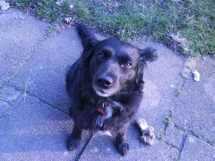 Blanding af racer Neja (R.I.P) billede 13