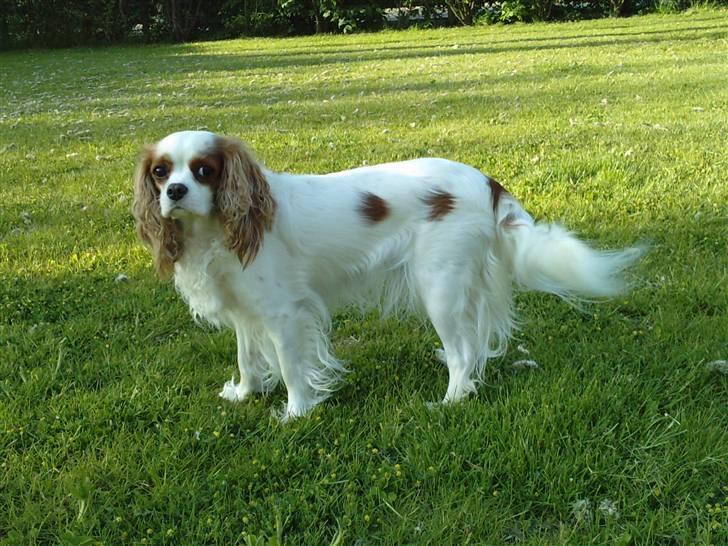 Cavalier king charles spaniel Fluffy - 2010 billede 20