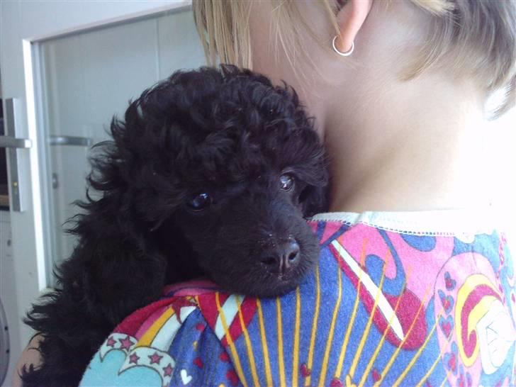 Toypuddel sweet Bobbi - her henter vi bobbi hjem.. billede 2