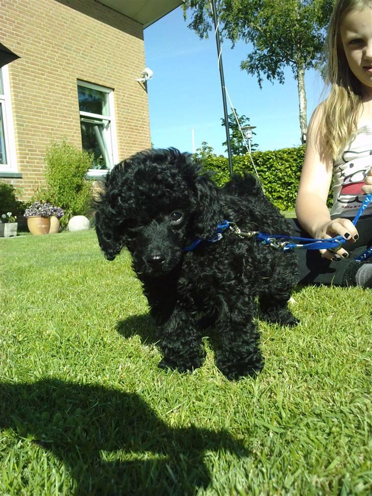 Toypuddel sweet Bobbi - bobbi med i haven.. billede 3