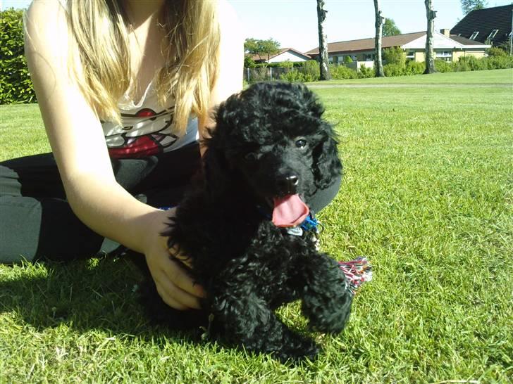 Toypuddel sweet Bobbi - 8 uger, fuld af krudt..;-) billede 4