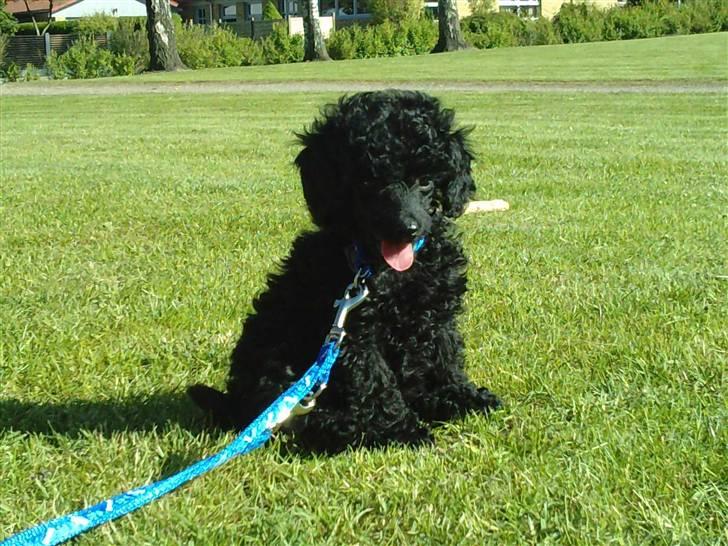 Toypuddel sweet Bobbi - søde bobbi billede 5