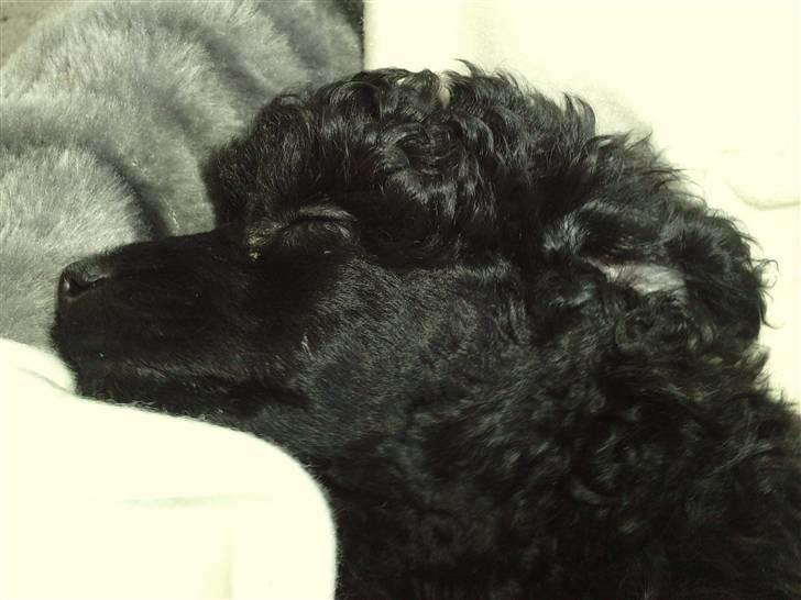 Toypuddel sweet Bobbi - sovende hund..:-) billede 6