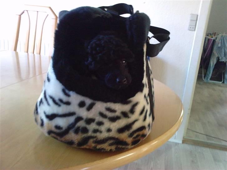 Toypuddel sweet Bobbi - det er så hans nye taske.. billede 7