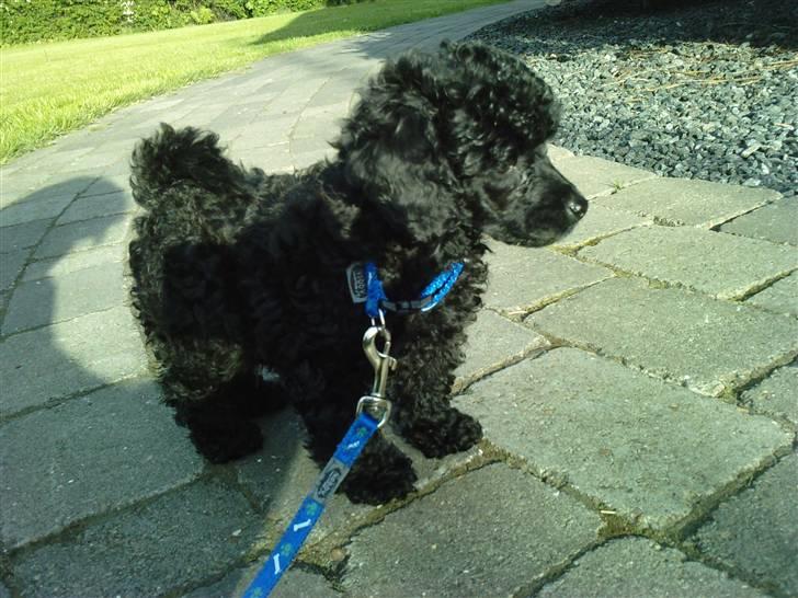 Toypuddel sweet Bobbi - 8 uger billede 9