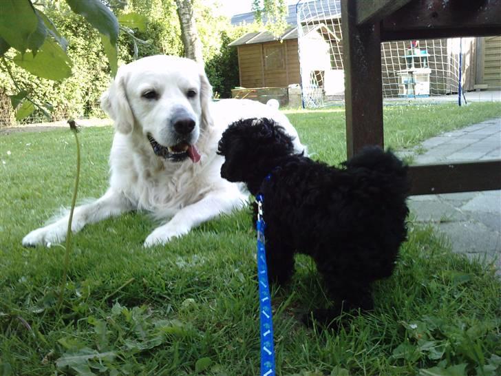 Toypuddel sweet Bobbi - bobbi og eddie billede 10