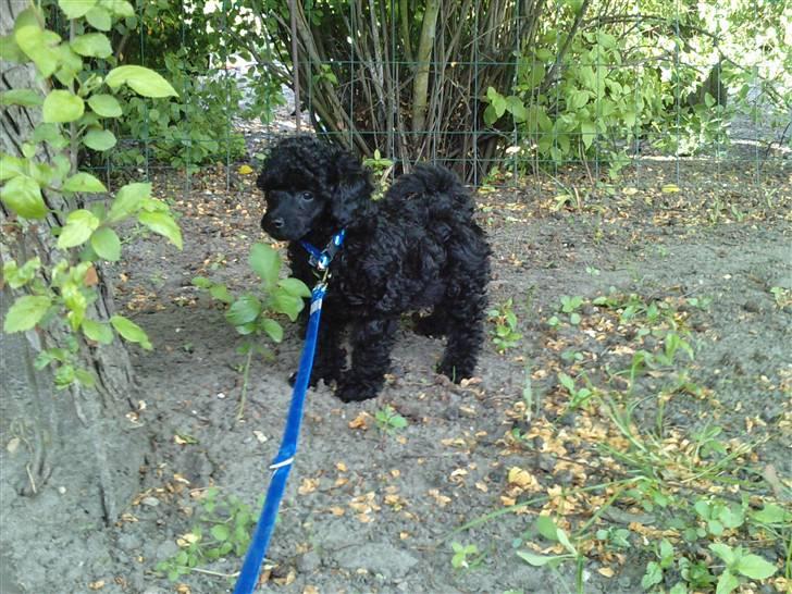 Toypuddel sweet Bobbi - bobbi på have udflugt.. 8 uger billede 11