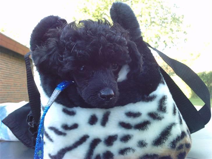 Toypuddel sweet Bobbi - her sidder han godt i tasken..:-) billede 12