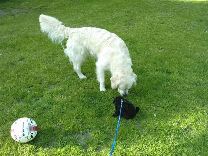 Toypuddel sweet Bobbi - hej lille eddie...;-) billede 14