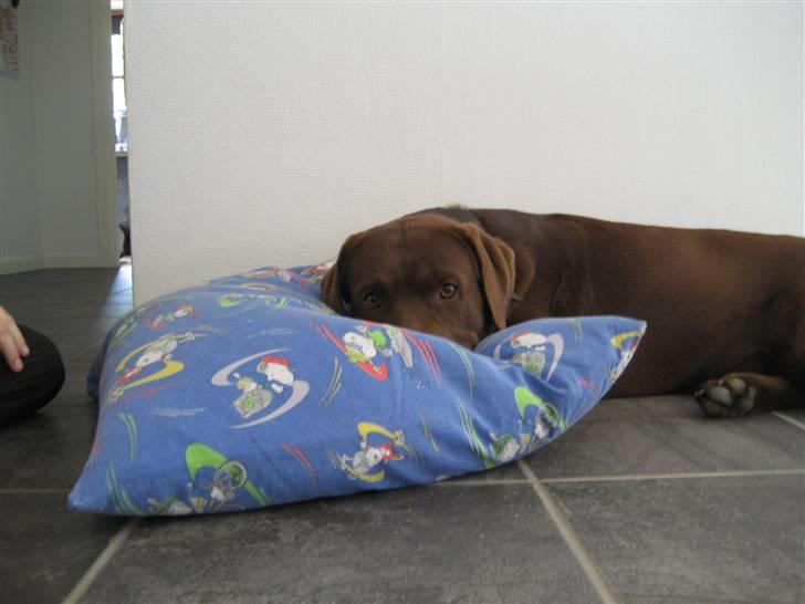 Labrador retriever Balou billede 17