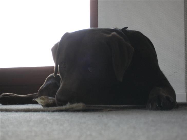 Labrador retriever Balou billede 18