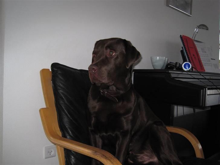 Labrador retriever Balou billede 19