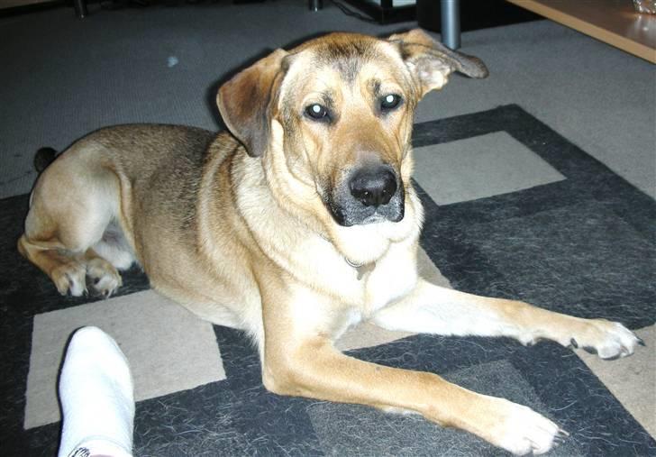 Blanding af racer Jensen<3(Solgt!) - Jensen ligger og venter på at blive luftet:) billede 2