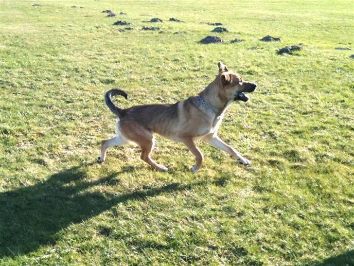 Blanding af racer Jensen<3(Solgt!) - Jensen på trænings pladsen:D billede 3