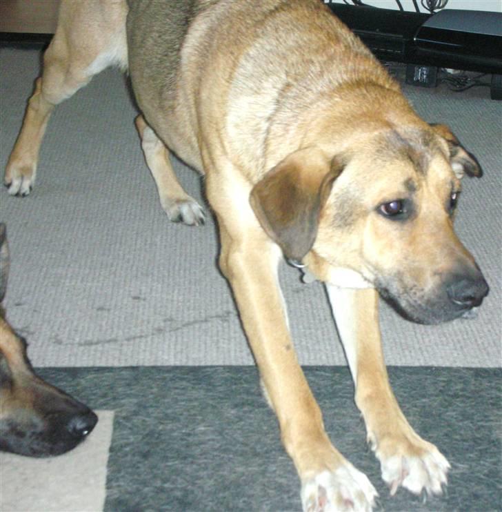 Blanding af racer Jensen<3(Solgt!) - Hehe jensen er ved at strække sig:-) billede 4