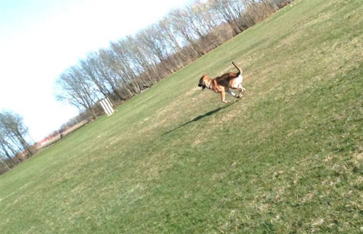 Blanding af racer Jensen<3(Solgt!) - Så skal der løbes efter bolden:) billede 5