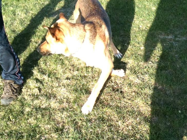 Blanding af racer Jensen<3(Solgt!) - Haha Jensen det kom den anden vej:) billede 6