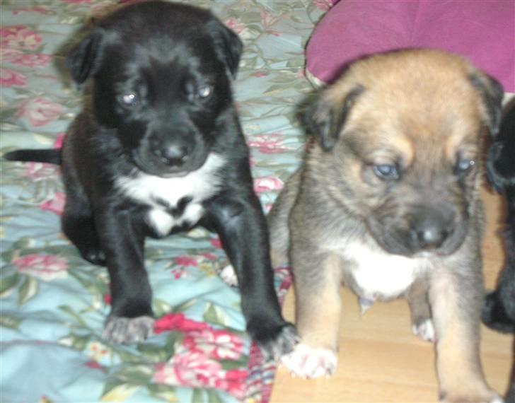 Blanding af racer Jensen<3(Solgt!) - Jensen og hans søster der lige har fået øjne:) billede 7