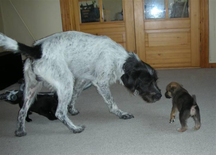 Blanding af racer Jensen<3(Solgt!) - Hehe jensen er da ikke bange for Rollo:) billede 8