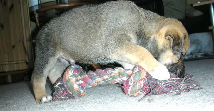 Blanding af racer Jensen<3(Solgt!) - Jensen leger med kødben Hehe:) billede 9