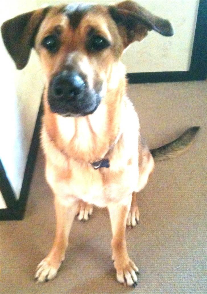 Blanding af racer Jensen<3(Solgt!) - Han vi hvis gerne ud og lave noget.. billede 10