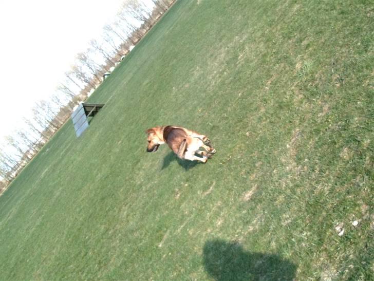 Blanding af racer Jensen<3(Solgt!) - Så skal der kikkes efter bolden(: billede 11