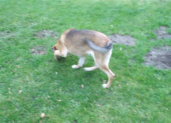 Blanding af racer Jensen<3(Solgt!) - Jensen går søgning!<3 billede 12