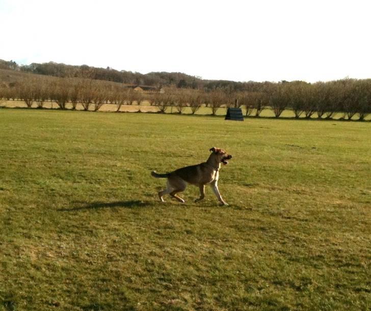 Blanding af racer Jensen<3(Solgt!) - Jensen prøver at finde bolden men mærkeligt nok kan han ikke se den når det ligger i græsset og han er det helt forkerte sted:) Haha du får lidt hjælp ven<33 billede 13