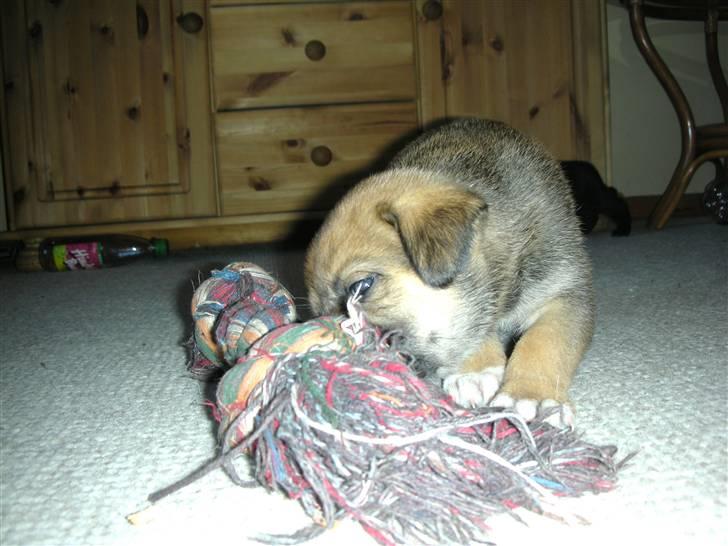 Blanding af racer Jensen<3(Solgt!) - Jensen Leget med kødbenet:) billede 15