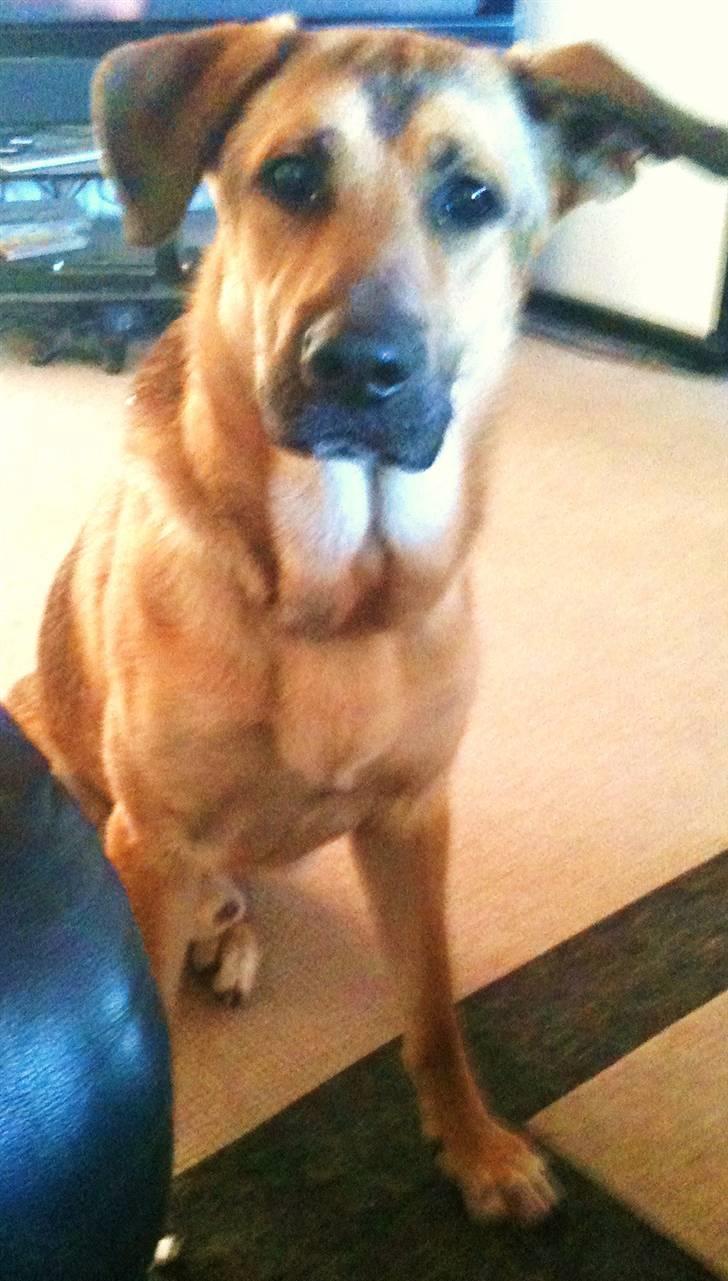 Blanding af racer Jensen<3(Solgt!) - Jensen keder sig bare igen:D Hehe er ikke nemt hvaa jensen(-: billede 16