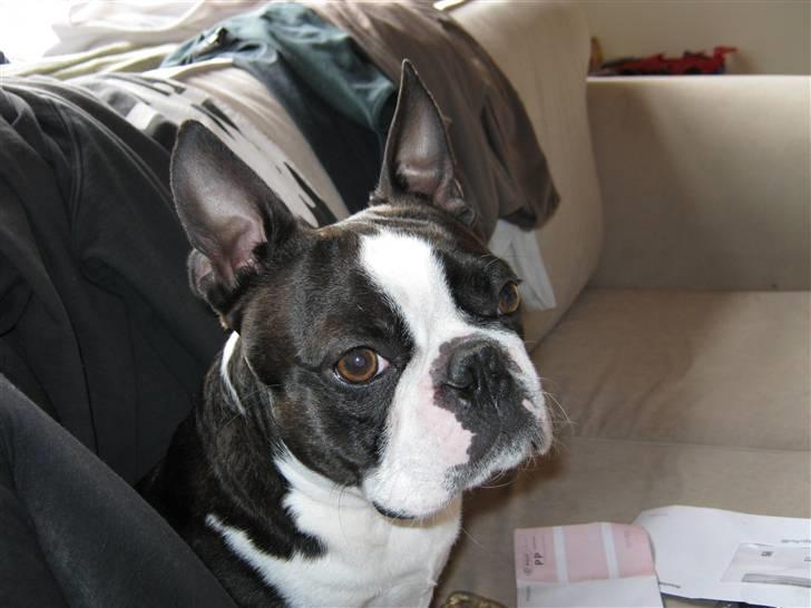 Boston terrier Cozak billede 1