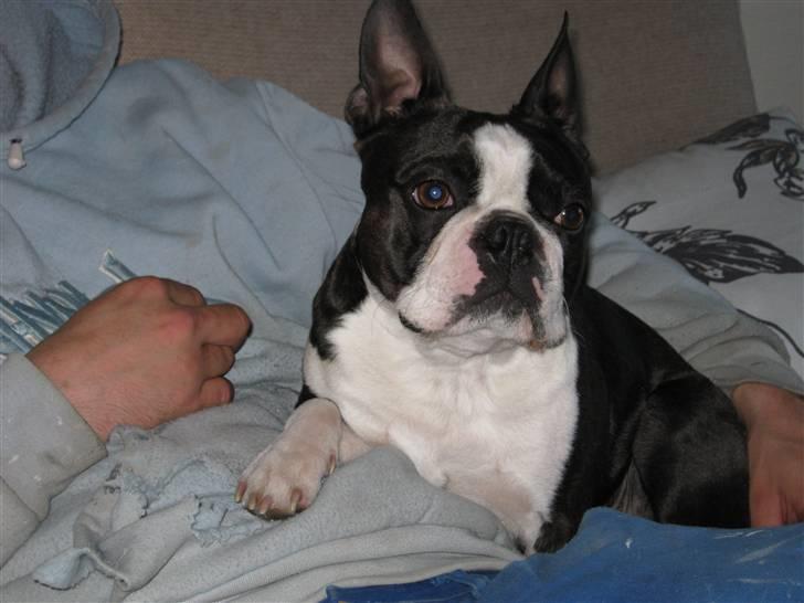 Boston terrier Cozak billede 2