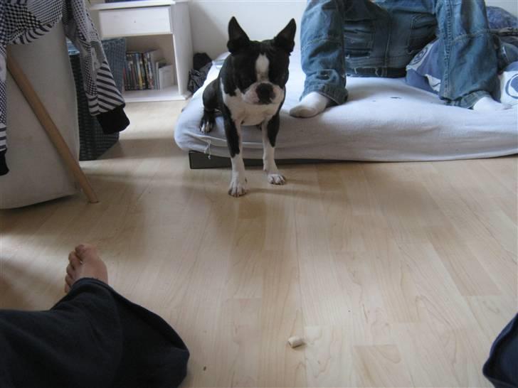 Boston terrier Cozak billede 3