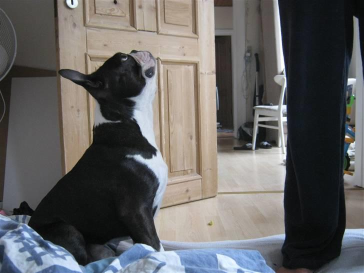 Boston terrier Cozak billede 4